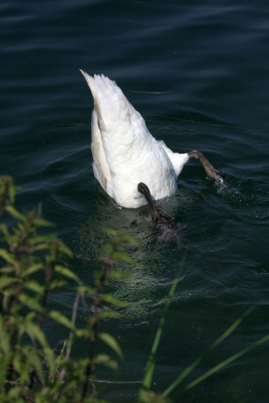 Schwan